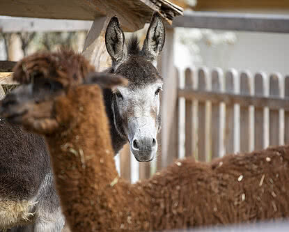 Familienhotel mit Bauernhof 4 S Unterschwarzachhof